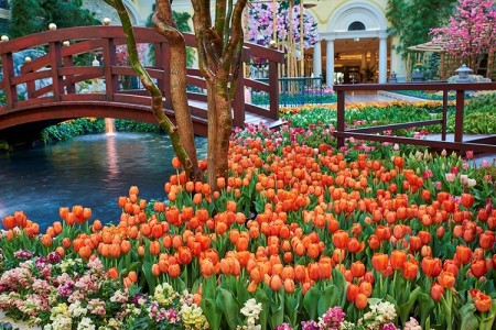 Bellagio Conservatory