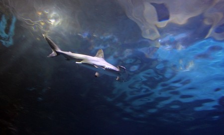 Hammerhead Shark at Shark Reef