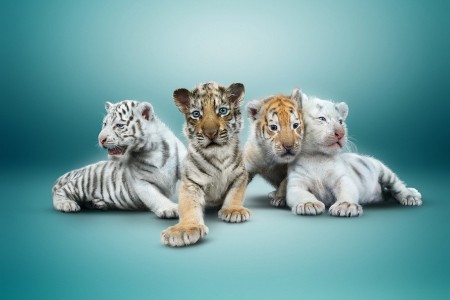 Sarmoti Tiger Cubs 2015