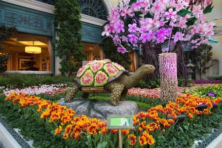 Bellagio Conservatory & Garden 2016