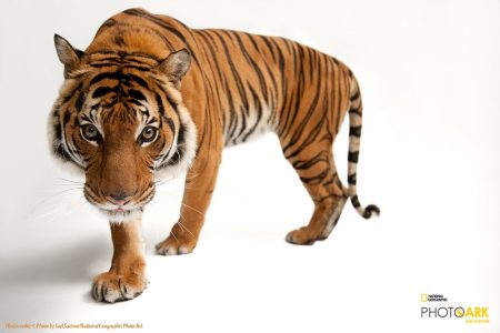 tiger nat geo