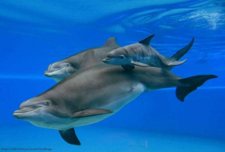 Siegfried & Roy's Secret Garden And Dolphin Habitat Welcomes New Dolphin Calf