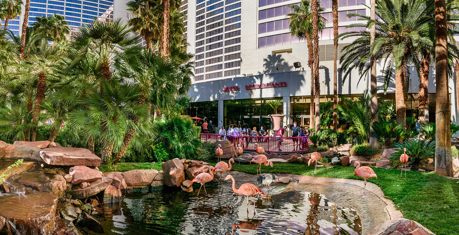 Five Little Known Facts About The Wildlife Habitat At Flamingo Las Vegas -  The latest news from Las Vegas AccessVegas.com